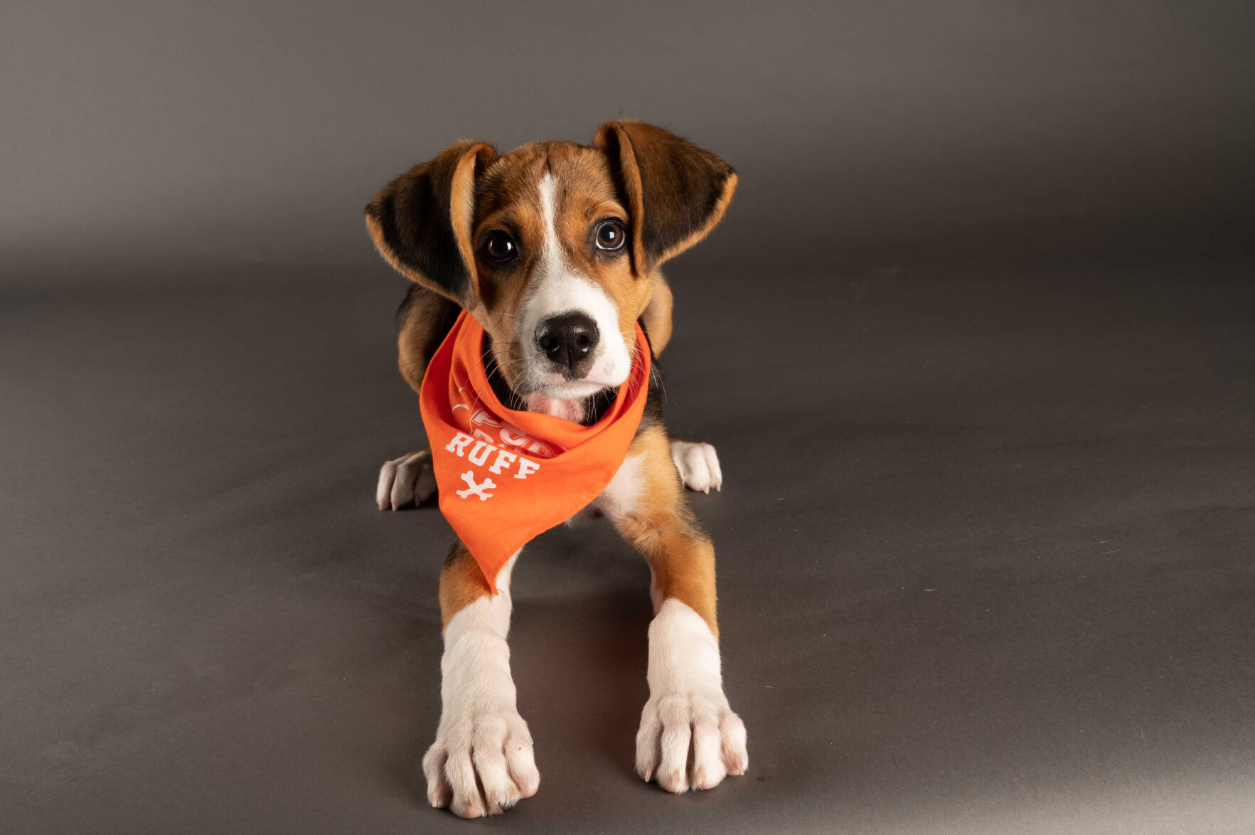 PUPPY BOWL XVII